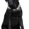 LumiVision LED-Halsband Mit USB-Ladekabel + Betriebsanleitung Weiss 1 LumiVision LED-Halsband Mit USB-Ladekabel + Betriebsanleitung Weiss -Katzen Hundebedarf Geschäft 02530.350.800 2