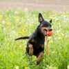Liker Ball Mit ABS-Kordel -Katzen Hundebedarf Geschäft 06287 2