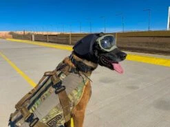 Rex Specs Hundegehörschutz Schwarz -Katzen Hundebedarf Geschäft 10153 11