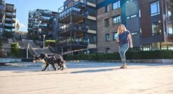 Non-Stop Trekking Belt 2.0 Violett 7 Non-Stop Trekking Belt 2.0 Violett -Katzen Hundebedarf Geschäft 12241 2