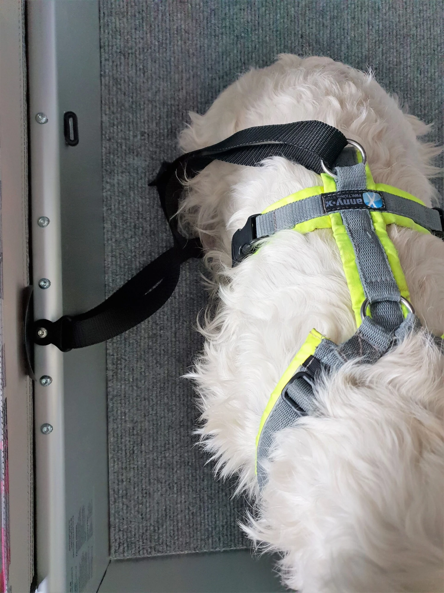 Doggy Tourer Befestigungsgurt 200 Cm Länge, 2.5 Cm Breite 4 Doggy Tourer Befestigungsgurt 200 Cm Länge, 2.5 Cm Breite – Bild 2