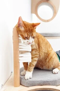 Cosy&Dozy Cat Walk SMART Set 18 Cosy&Dozy Cat Walk SMART Set -Katzen Hundebedarf Geschäft 21010 6