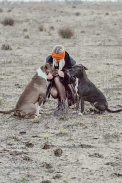 Schmuddelschnute Stirnband Kürbis 5 Schmuddelschnute Stirnband Kürbis -Katzen Hundebedarf Geschäft 231371 2