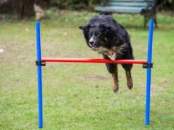 Procyon Hürde Offen