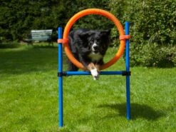 Procyon Agility Set K2 1 Tunnel, 4 Slalomstangen, 1 Sprung, 1 Sprungring Ø 41cm