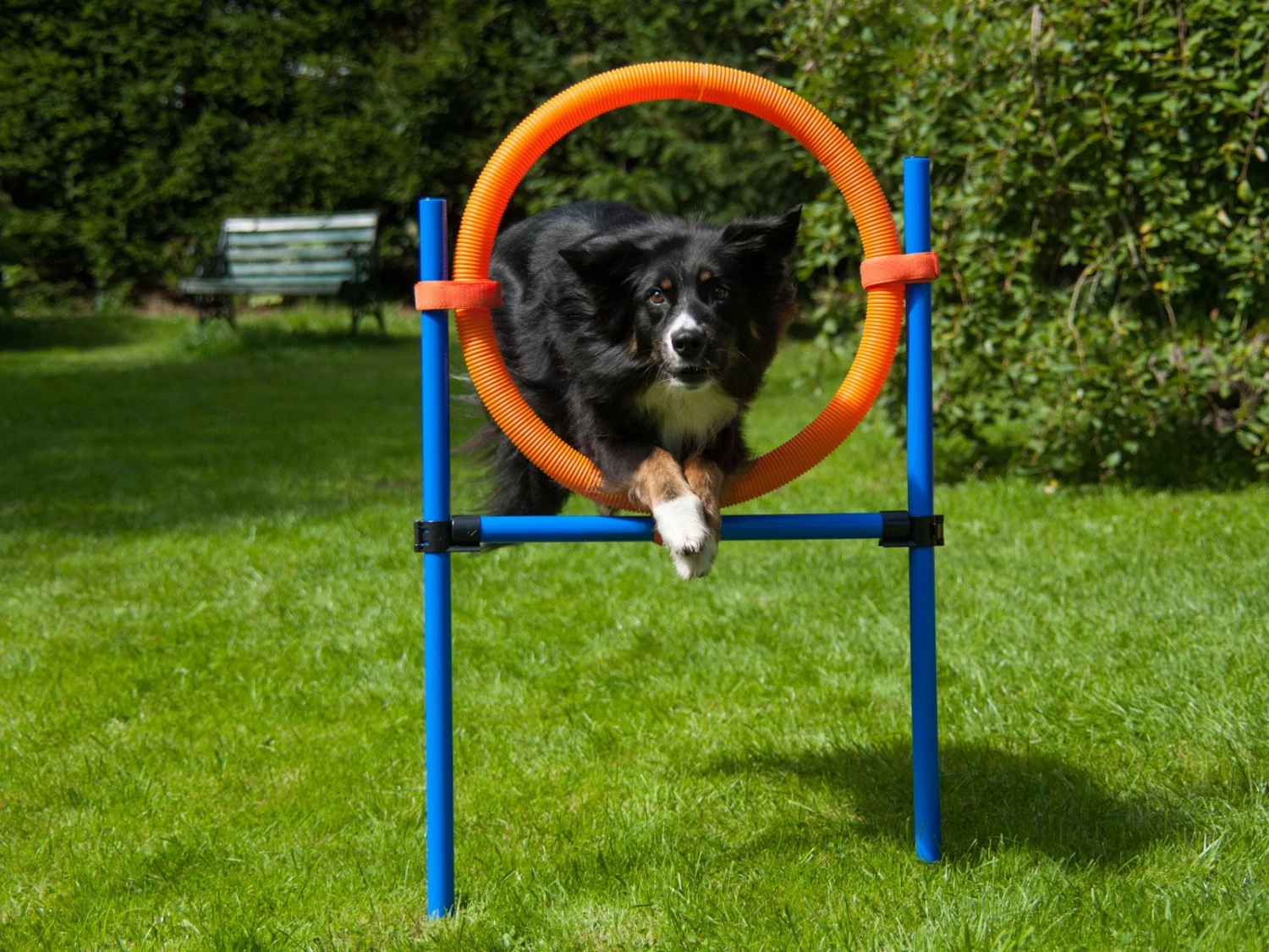 Procyon Agility Set K2 1 Tunnel, 4 Slalomstangen, 1 Sprung, 1 Sprungring Ø 41cm 3 Procyon Agility Set K2 1 Tunnel, 4 Slalomstangen, 1 Sprung, 1 Sprungring Ø 41cm