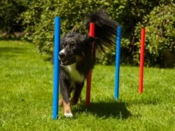 Procyon Agility Set K2 1 Tunnel, 4 Slalomstangen, 1 Sprung, 1 Sprungring Ø 41cm 13 Procyon Agility Set K2 1 Tunnel, 4 Slalomstangen, 1 Sprung, 1 Sprungring Ø 41cm -Katzen Hundebedarf Geschäft 243922 6