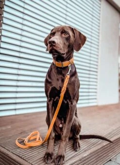 Maul Lederleine Mono Pop Maisgelb / Silber 7 Maul Lederleine Mono Pop Maisgelb / Silber -Katzen Hundebedarf Geschäft 5063 2