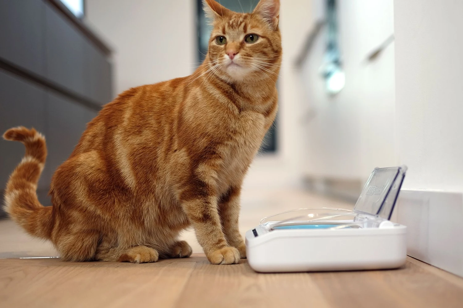 SureFeed Futterschale Luftdicht Grau Gsamtgrösse: 23.5 X 21 X 7.3 Cm Masse Schale: 10.5 X 16 X 3 Cm, 400ml 5 SureFeed Futterschale Luftdicht Grau Gsamtgrösse: 23.5 X 21 X 7.3 Cm Masse Schale: 10.5 X 16 X 3 Cm, 400ml – Bild 3