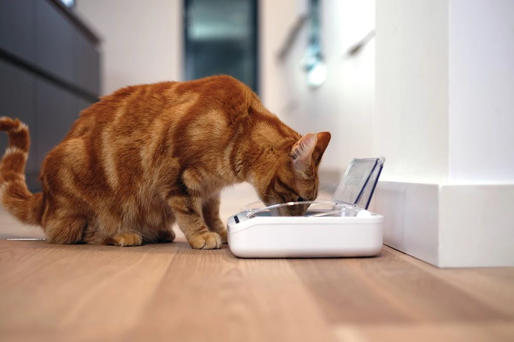 SureFeed Futterschale Luftdicht Grau Gsamtgrösse: 23.5 X 21 X 7.3 Cm Masse Schale: 10.5 X 16 X 3 Cm, 400ml 6 SureFeed Futterschale Luftdicht Grau Gsamtgrösse: 23.5 X 21 X 7.3 Cm Masse Schale: 10.5 X 16 X 3 Cm, 400ml – Bild 4