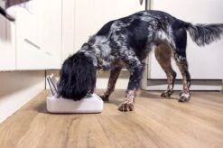 SureFeed Futterschale Luftdicht Grau Gsamtgrösse: 23.5 X 21 X 7.3 Cm Masse Schale: 10.5 X 16 X 3 Cm, 400ml 17 SureFeed Futterschale Luftdicht Grau Gsamtgrösse: 23.5 X 21 X 7.3 Cm Masse Schale: 10.5 X 16 X 3 Cm, 400ml -Katzen Hundebedarf Geschäft 628895 6