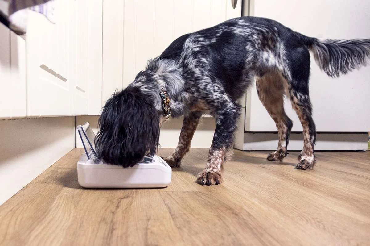 SureFeed Futterschale Luftdicht Grau Gsamtgrösse: 23.5 X 21 X 7.3 Cm Masse Schale: 10.5 X 16 X 3 Cm, 400ml 8 SureFeed Futterschale Luftdicht Grau Gsamtgrösse: 23.5 X 21 X 7.3 Cm Masse Schale: 10.5 X 16 X 3 Cm, 400ml – Bild 6