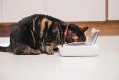 SureFeed Futterschale Luftdicht Grau Gsamtgrösse: 23.5 X 21 X 7.3 Cm Masse Schale: 10.5 X 16 X 3 Cm, 400ml 20 SureFeed Futterschale Luftdicht Grau Gsamtgrösse: 23.5 X 21 X 7.3 Cm Masse Schale: 10.5 X 16 X 3 Cm, 400ml -Katzen Hundebedarf Geschäft 628895 9