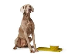 Hunter Keramiknapf Eiby Gelb -Katzen Hundebedarf Geschäft 68652 8