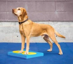 FitPAWS Bodentarget 25 Cm, 4 Stück 11 FitPAWS Bodentarget 25 Cm, 4 Stück -Katzen Hundebedarf Geschäft 81645 4