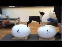 FLEXIness SensiDonut Purple 38 X 60 Cm 7 FLEXIness SensiDonut Purple 38 X 60 Cm -Katzen Hundebedarf Geschäft EoL XgKC41o 17642 sddefault