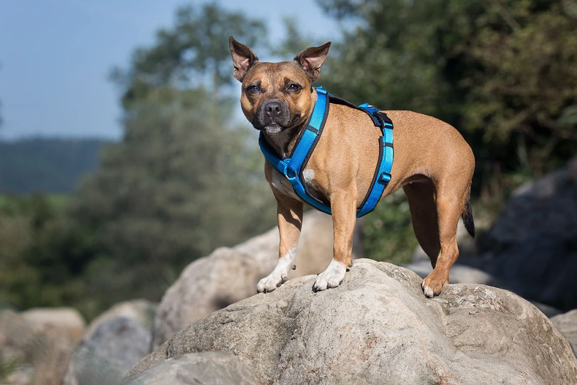 Anny-X Geschirr Fun Blau-schwarz 3 Anny-X Geschirr Fun Blau-schwarz