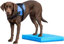 FitPAWS Balance Pad Balancematratze 38 X 46.5 X 5 Cm