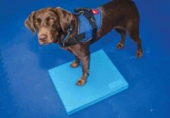 FitPAWS Balance Pad Balancematratze 38 X 46.5 X 5 Cm -Katzen Hundebedarf Geschäft PT3003 3