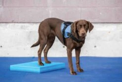 FitPAWS Balance Pad Balancematratze 38 X 46.5 X 5 Cm -Katzen Hundebedarf Geschäft PT3003 4