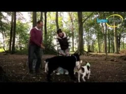 LumiVision LED-Halsband Mit USB-Ladekabel + Betriebsanleitung Weiss -Katzen Hundebedarf Geschäft SrEE0LVEIoU 18025 hqdefault