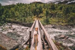 Non-stop Bungee Leash Orange-schwarz -Katzen Hundebedarf Geschäft b8q80zqp 18109