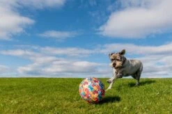 PetBloon Spielballon Für Hunde Ø 23 Cm -Katzen Hundebedarf Geschäft d260 4