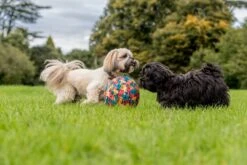 PetBloon Spielballon Für Hunde Ø 23 Cm -Katzen Hundebedarf Geschäft d260 5