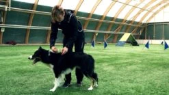 Hurtta Expedition Wintermantel Dunkelgrau 5 Hurtta Expedition Wintermantel Dunkelgrau -Katzen Hundebedarf Geschäft dD1zSh4BkAQ 35814 maxresdefault