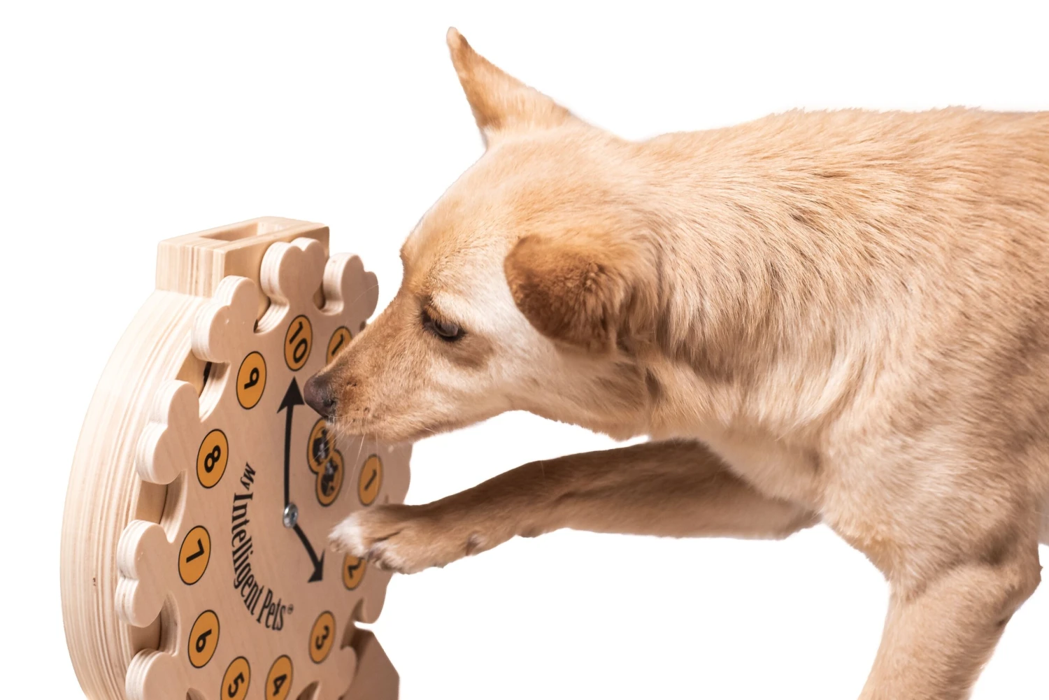 My Intelligent Pets Pet's Clock Ca. 30 X 28 X 6.5 Cm 4 My Intelligent Pets Pet's Clock Ca. 30 X 28 X 6.5 Cm – Bild 2