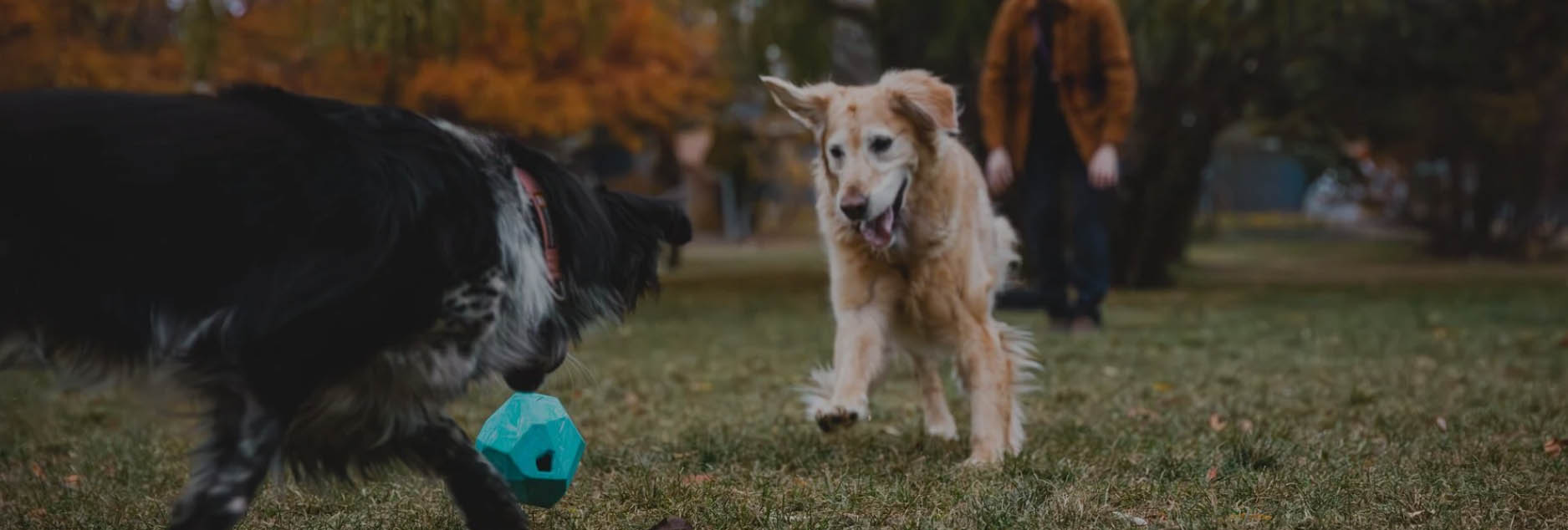 Katzen Hundebedarf Geschäft -Katzen Hundebedarf Geschäft fhfh