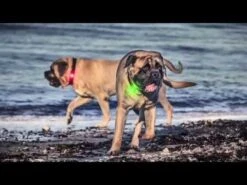 Orbiloc Safety Light Rubber Strap 8 Orbiloc Safety Light Rubber Strap -Katzen Hundebedarf Geschäft kVCrV5ETCG4 17761 hqdefault