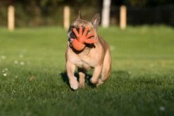 Laboni Hundespielzeug Thaddäus Tintenfis 13 X 7 X 7 Cm -Katzen Hundebedarf Geschäft lab11800 3