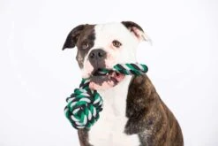 Laboni Mega-Schleuderball Schw-grün-grau 11 X 11 X 26 Cm 6 Laboni Mega-Schleuderball Schw-grün-grau 11 X 11 X 26 Cm -Katzen Hundebedarf Geschäft lab12721 2