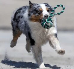 Laboni Mega-Schleuderball Schw-grün-grau 11 X 11 X 26 Cm 7 Laboni Mega-Schleuderball Schw-grün-grau 11 X 11 X 26 Cm -Katzen Hundebedarf Geschäft lab12721 3