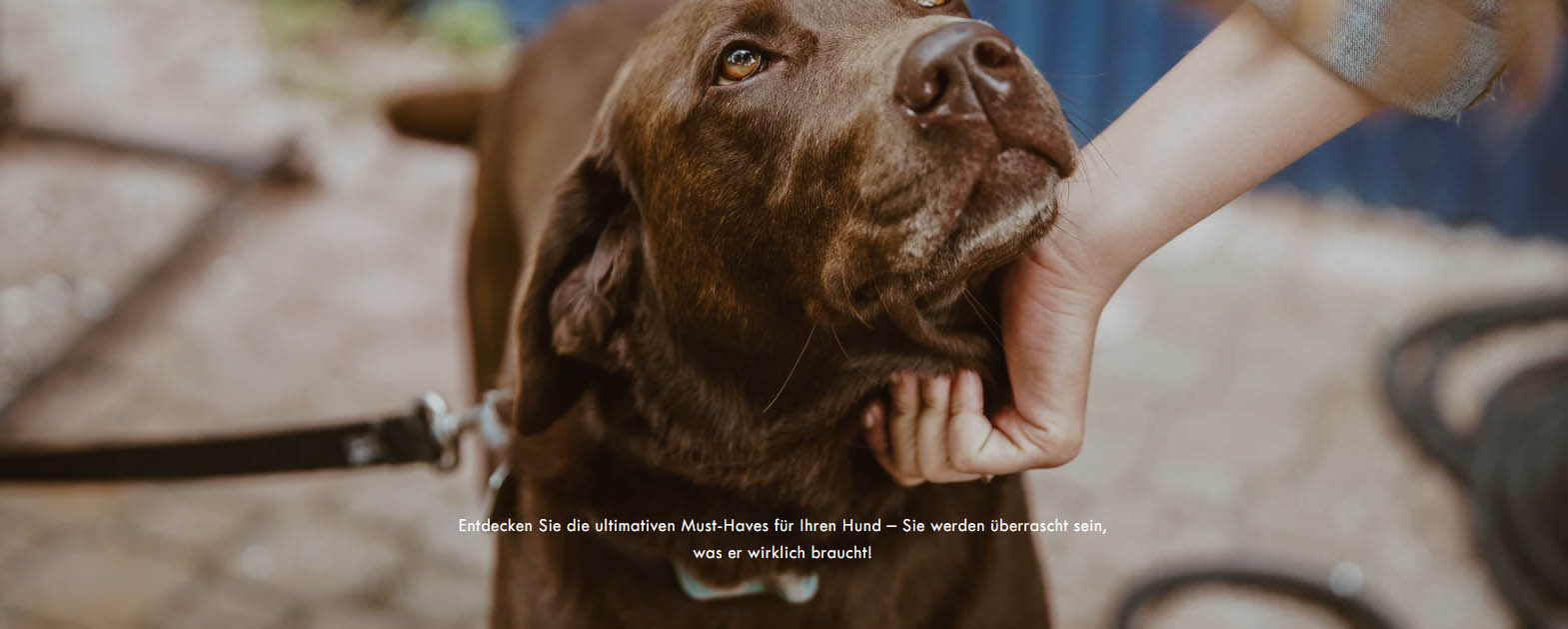 Katzen Hundebedarf Geschäft -Katzen Hundebedarf Geschäft sfsf