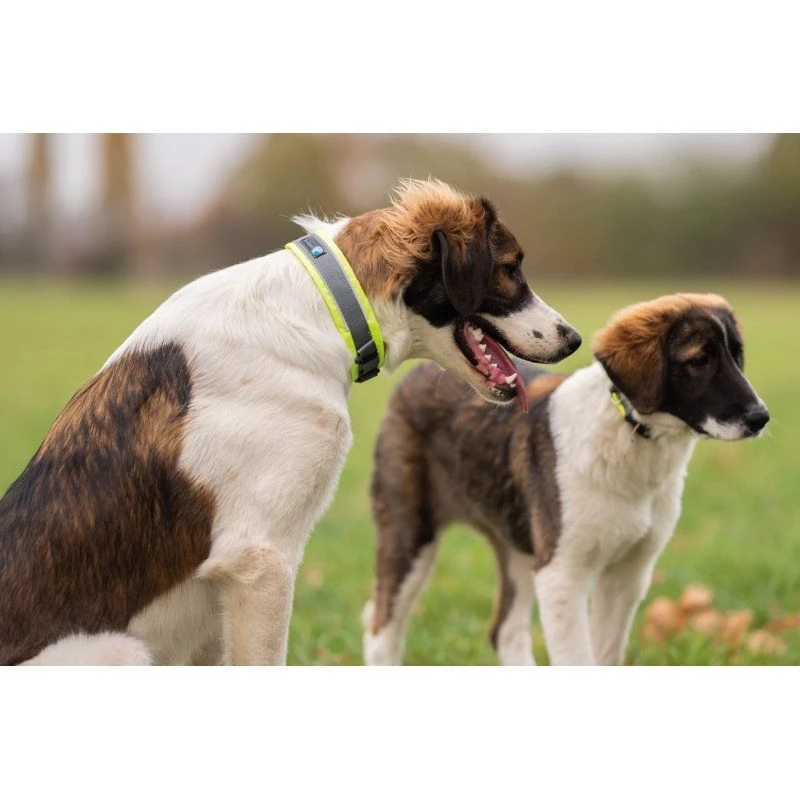 Anny-X Steckhalsband Protect Leuchtgelb/grau 4 Anny-X Steckhalsband Protect Leuchtgelb/grau – Bild 2